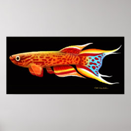 Póster Aphyosemion Australe Killifish Poster