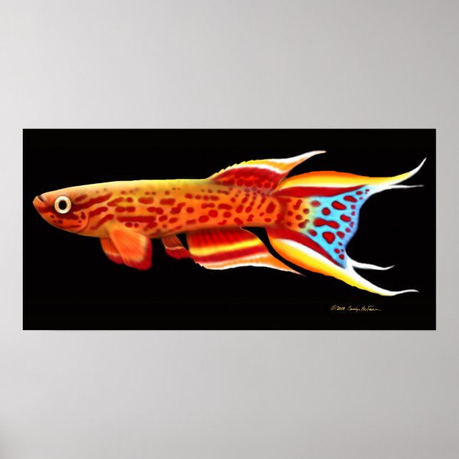Póster Aphyosemion Australe Killifish Poster (Frente)