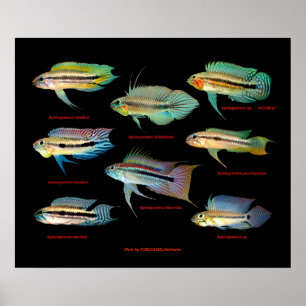 Póster Apistogrammaの 仲 間 の ポ ス タ