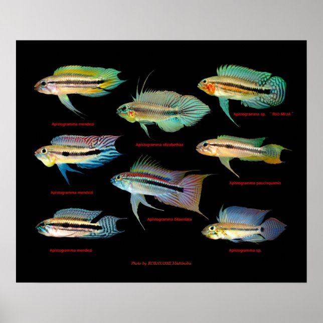 Póster Apistogrammaの 仲 間 の ポ ス タ (Frente)