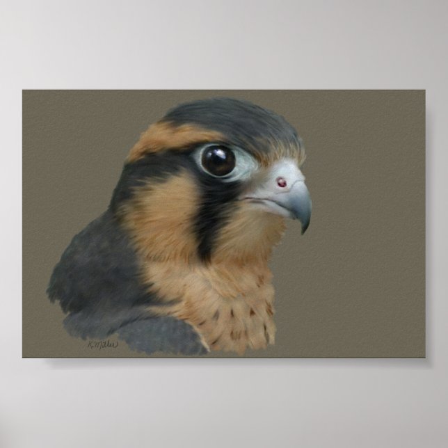 Póster Aplomado (Frente)