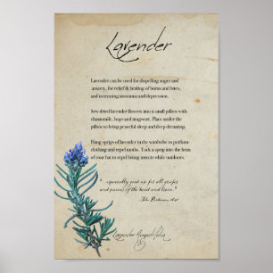 Póster Apothecary: Lavender   Poster botánico