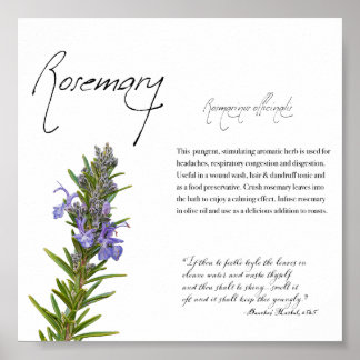 Póster Apothecary: Rosemary | Poster botánico