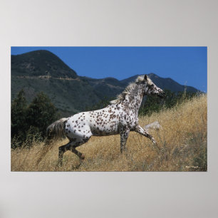 Póster Appaloosa Horse Running up Mountain