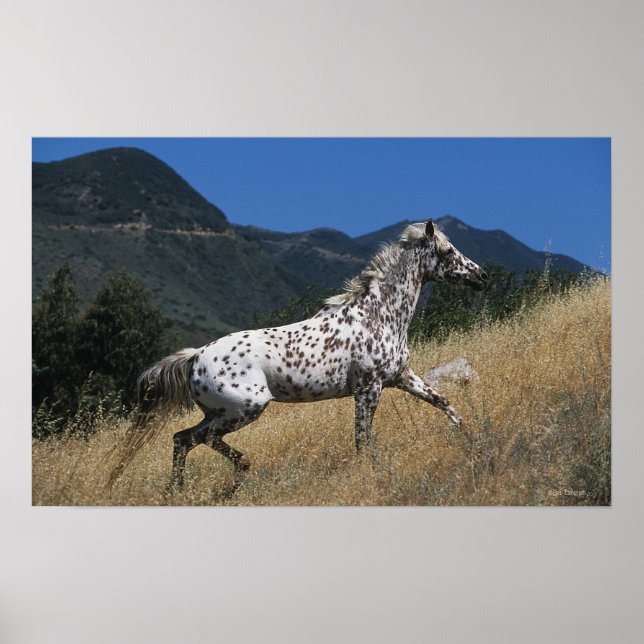 Póster Appaloosa Horse Running up Mountain (Frente)