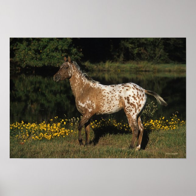 Póster Appaloosa Horse Standing by Lake (Frente)