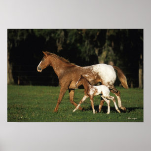 Póster Appaloosa Mare Y Fool