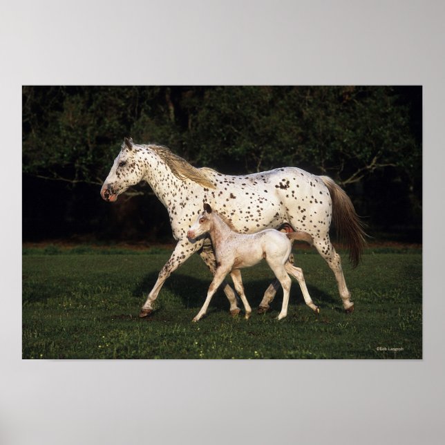 Póster Appaloosa Mare y Fool en el campo (Frente)
