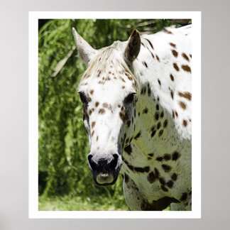 Póster Appaloosa Portrait,Horse Photography