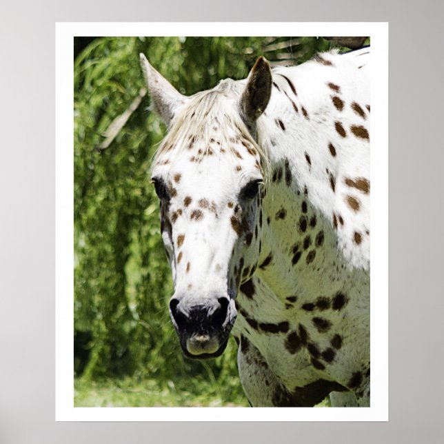 Póster Appaloosa Portrait,Horse Photography (Frente)