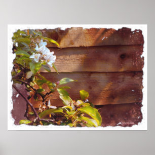 Póster Apple Blossom