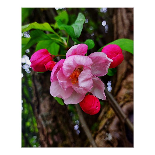 PÓSTER APPLE BLOSSOM (Anverso)