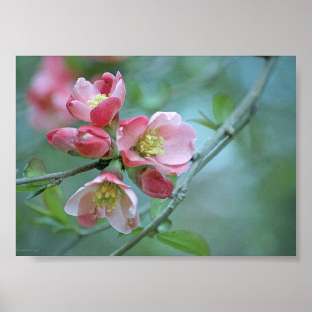 Póster Apple Blossom #P0356 Poster (Frente)