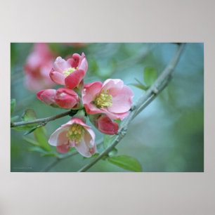 Póster Apple Blossom #P0356 Poster