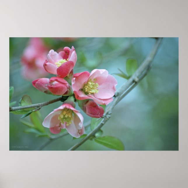 Póster Apple Blossom #P0356 Poster (Frente)