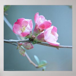Póster Apple Blossom #P0358 Poster