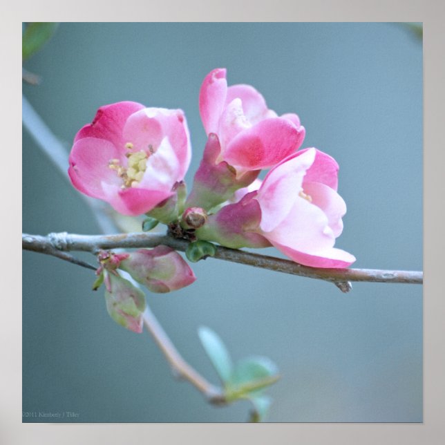 Póster Apple Blossom #P0358 Poster (Frente)