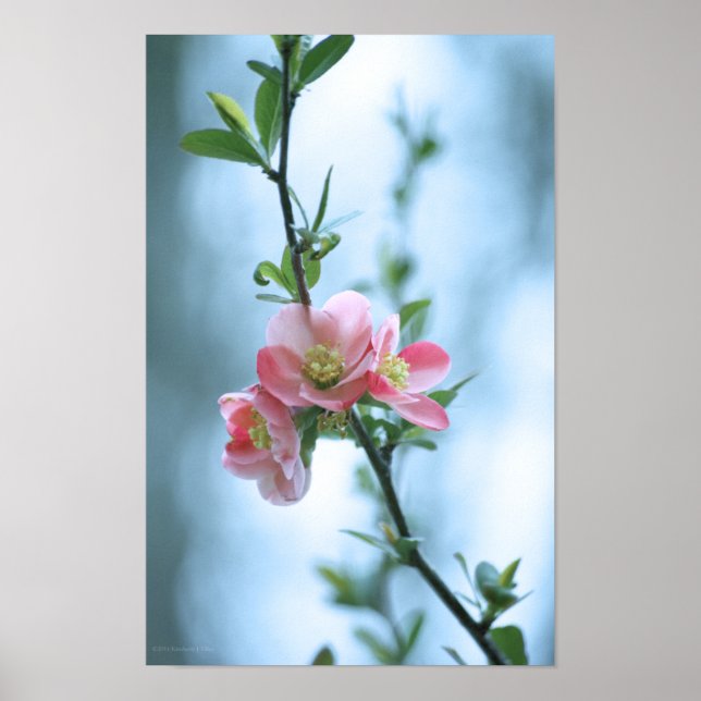 Póster Apple Blossom #P0365 Poster (Frente)