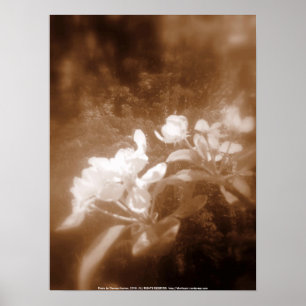 Póster apple blossoms #2, sepia