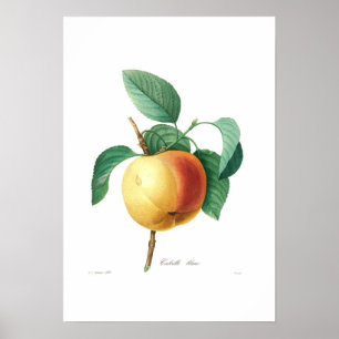 Póster Apple 'Calville blanc'