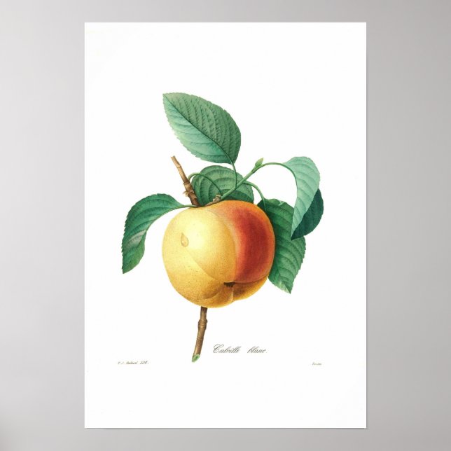 Póster Apple 'Calville blanc' (Frente)