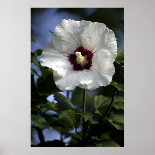 Póster Apple florece