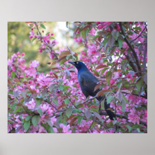 Póster Apple florece Grackle