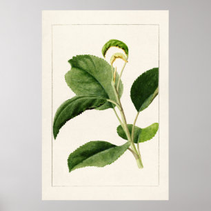 Póster Apple Leaves (Malus Domestica) (1910) by James Mar