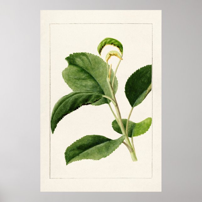 Póster Apple Leaves (Malus Domestica) (1910) by James Mar (Frente)