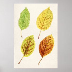 Póster Apple Leaves (Malus Domestica) (1912) by James Mar