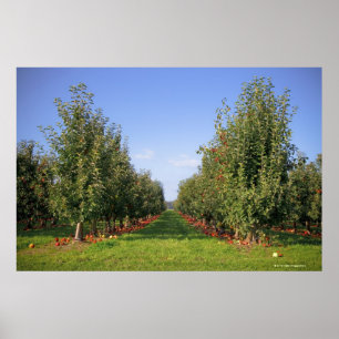 Póster Apple Orchard