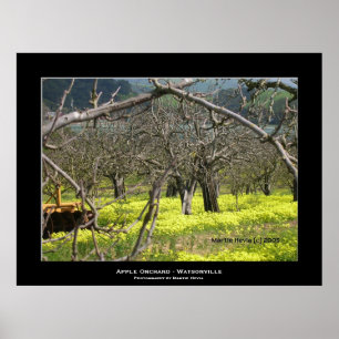 Póster "Apple Orchard - Watsonville"