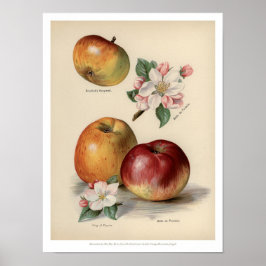 Póster Apple - Poster de frutas de época