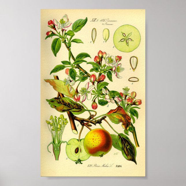 Póster Apple (Pyrus malus) (Frente)