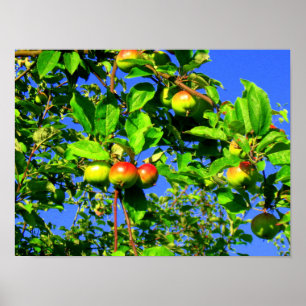 Póster Apple tree