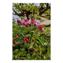 Póster Apple tree blossom 