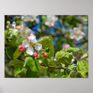 Póster Apple tree flowers