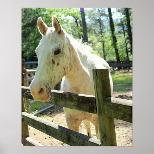 Póster Appy the Horse (Frente)