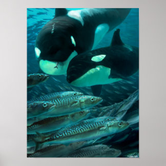 Póster Aprendiendo a cazar caballa