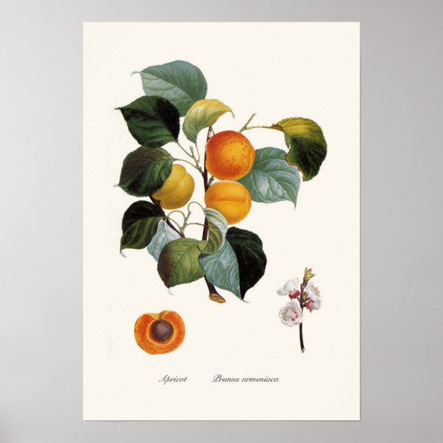 Póster Apricot (Frente)