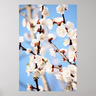 Póster Apricot