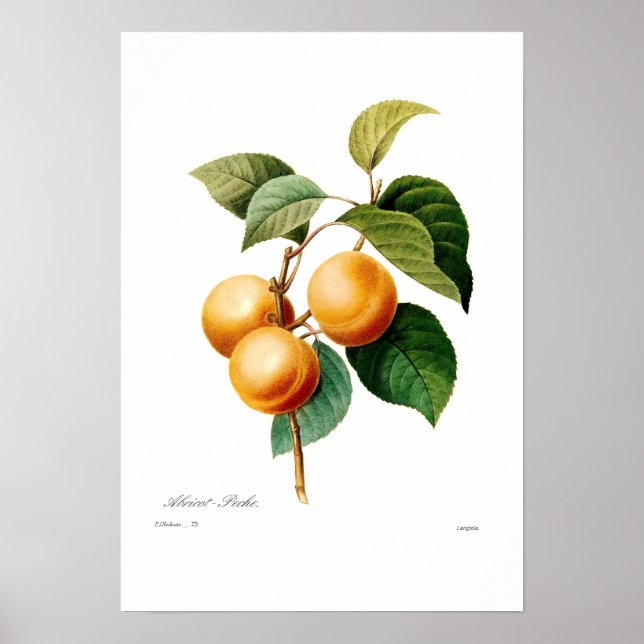 Póster Apricot (Frente)