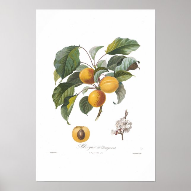 Póster Apricot-Albergia de Montgamet (Frente)