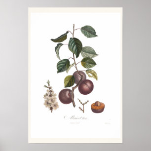 Póster Apricot-Black