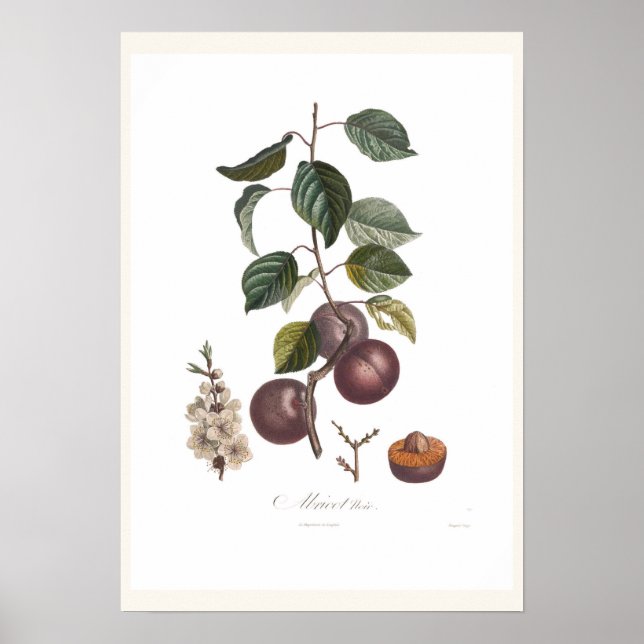 Póster Apricot-Black (Frente)