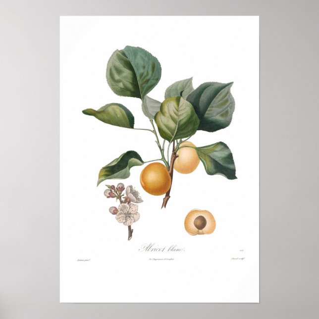 Póster Apricot blanco (Frente)