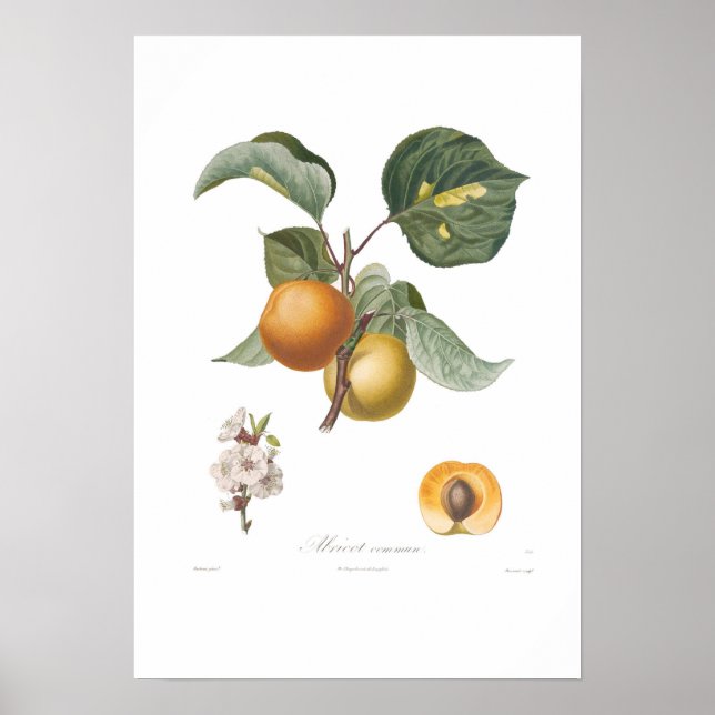 Póster Apricot-Common (Frente)