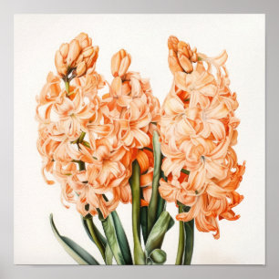 Póster Apricot Hyacinth Flower Art Print Poster
