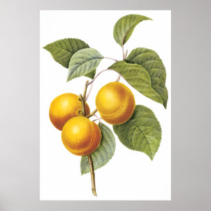 Póster Apricot-Peach