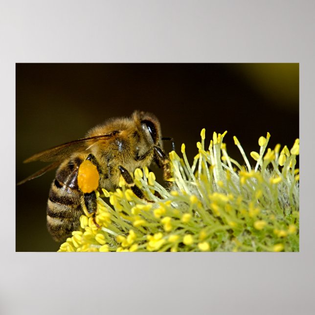 Póster Apuesta en el trabajo (Frente)